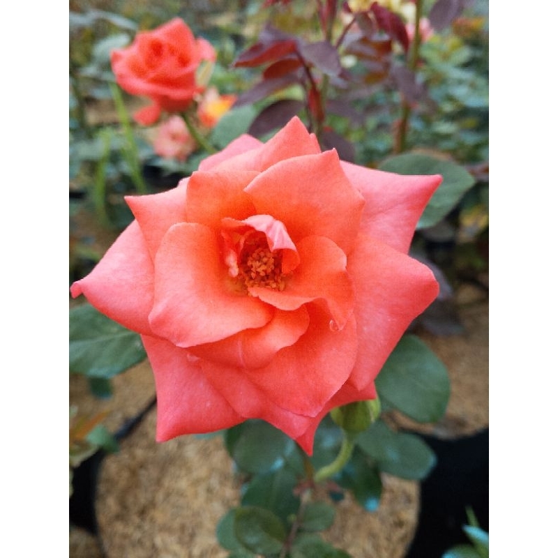 indukan bunga mawar Holland orange peach tanaman hidup