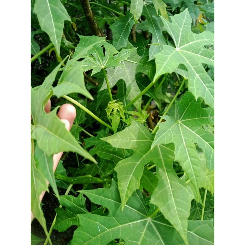 

promo spesial daun singkong jepang 1 ikat