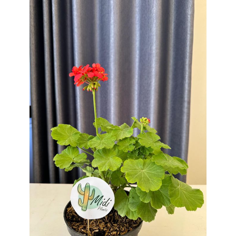Tanaman hias geranium merah