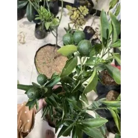 BIBIT JERUK ES SUDAH BERBUAH SPESIAL LIVE 11.12