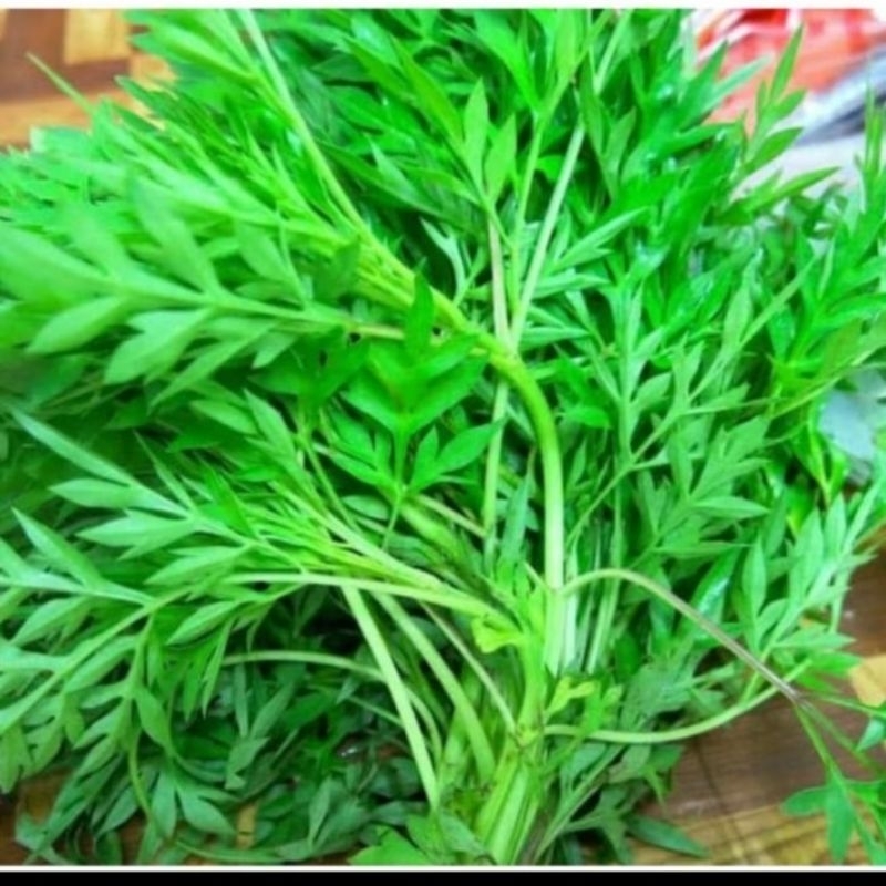 

DAUN KENIKIR BARU PETIK 100 GRAM