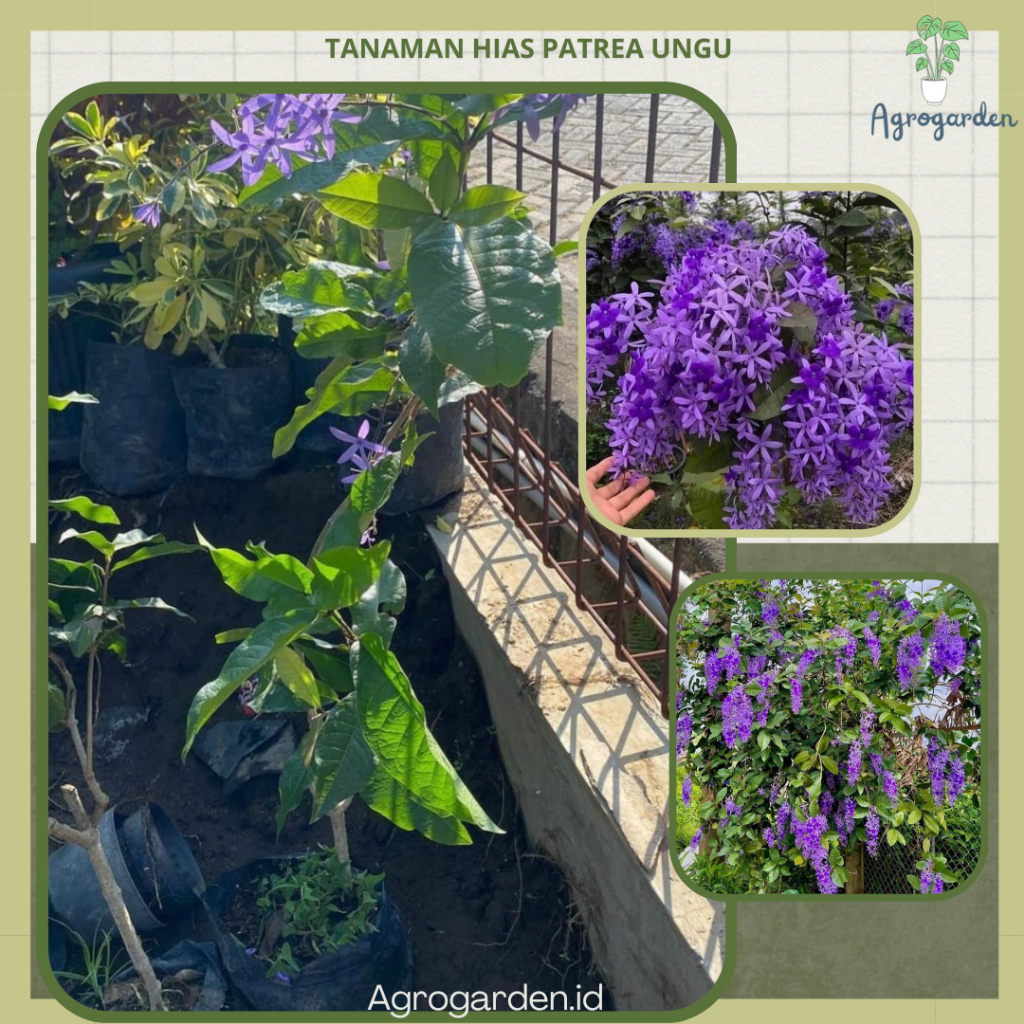 Bunga Merambat PETREA  - Tanaman Hias Merambat Bunga PATREA SIAP BERBUNGA - Bunga Rambat Patrea Ungu