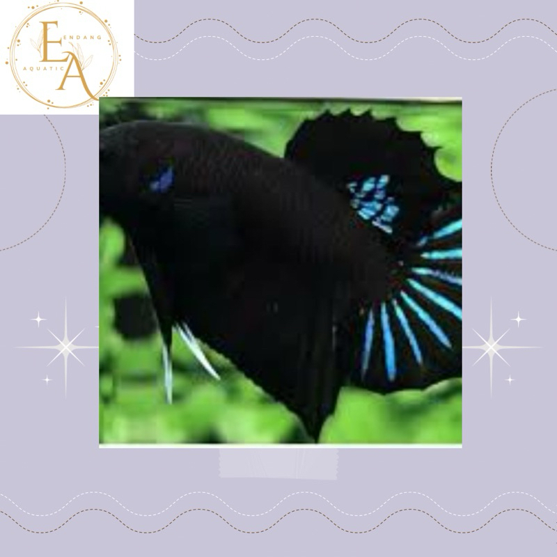 replika cupang bagan aduan plakat black king