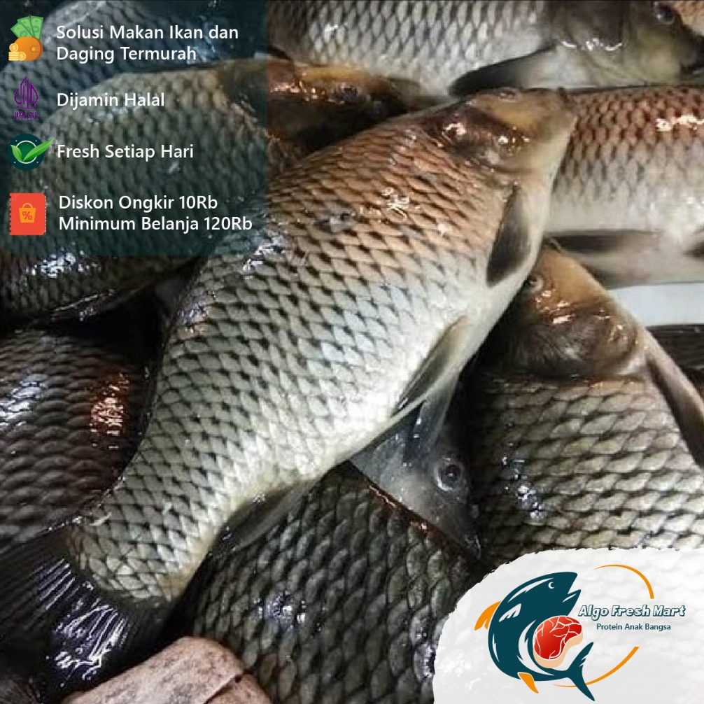 

[TERMURAH] Ikan Mas Ekoran 320Gr