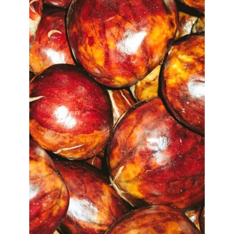 

jengkol tua mentah 1 kg premium