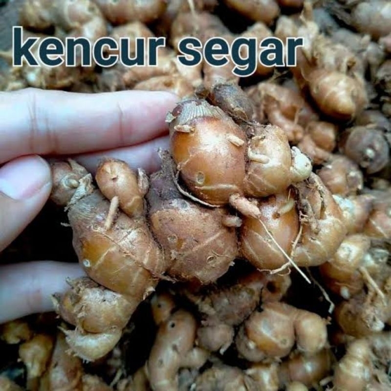 

Kencur Lokal Segar 1 kg