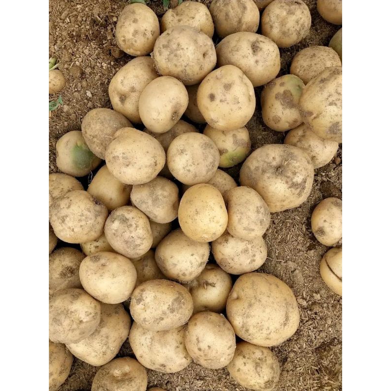 

kentang Dieng kualitas bagus 1kg AB