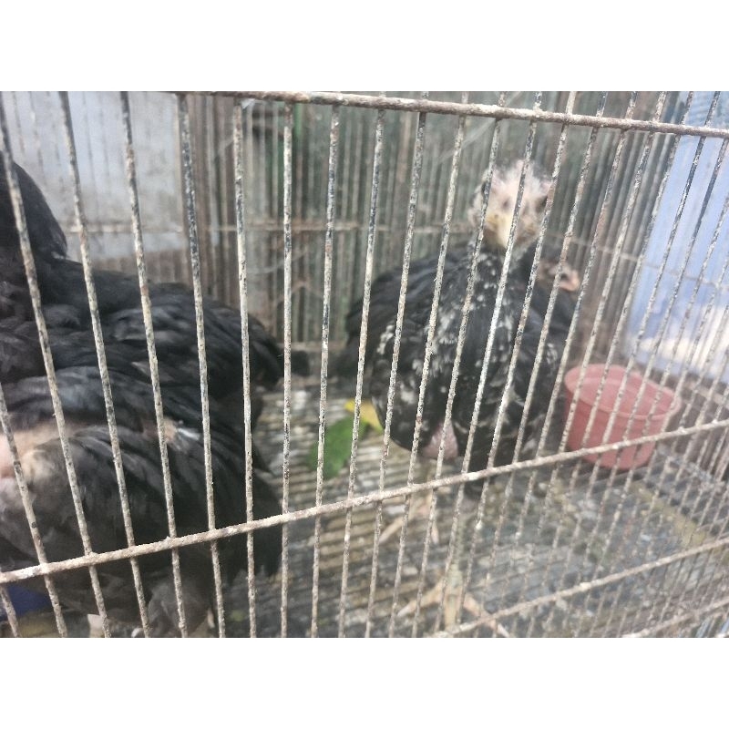 Anak Ayam Kampung KUB Anak KUB Anakan Kampung Anak Kampung 3-4 Minggu