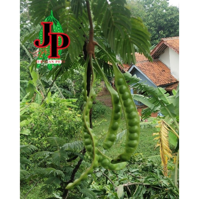 

Pete seger | Petai lalapan 10 papan