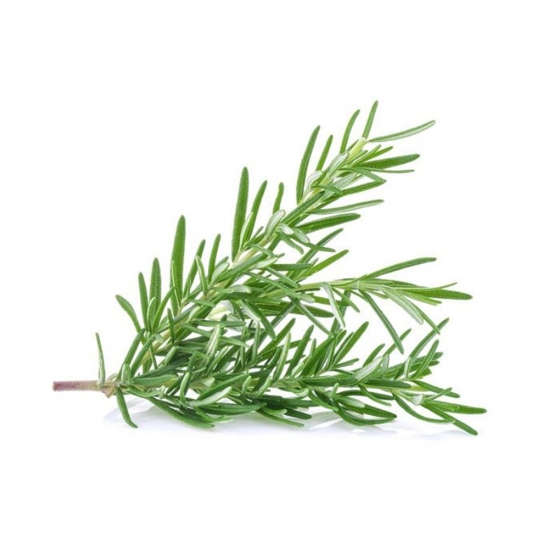 

Rosemary Organik Daun || 1kg || Herbs Organic