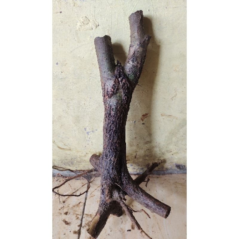 bahan bonsai dongkelan gulgum gulo gumantung realpic sesuai gambar