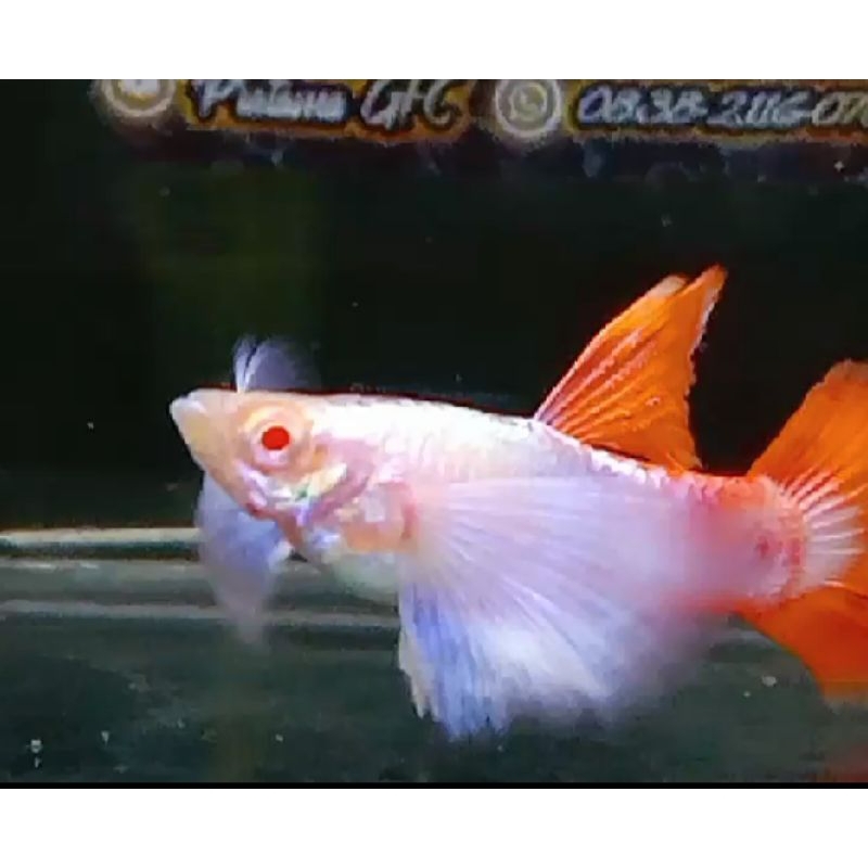 hiasan akuarium (Albino Prtde)