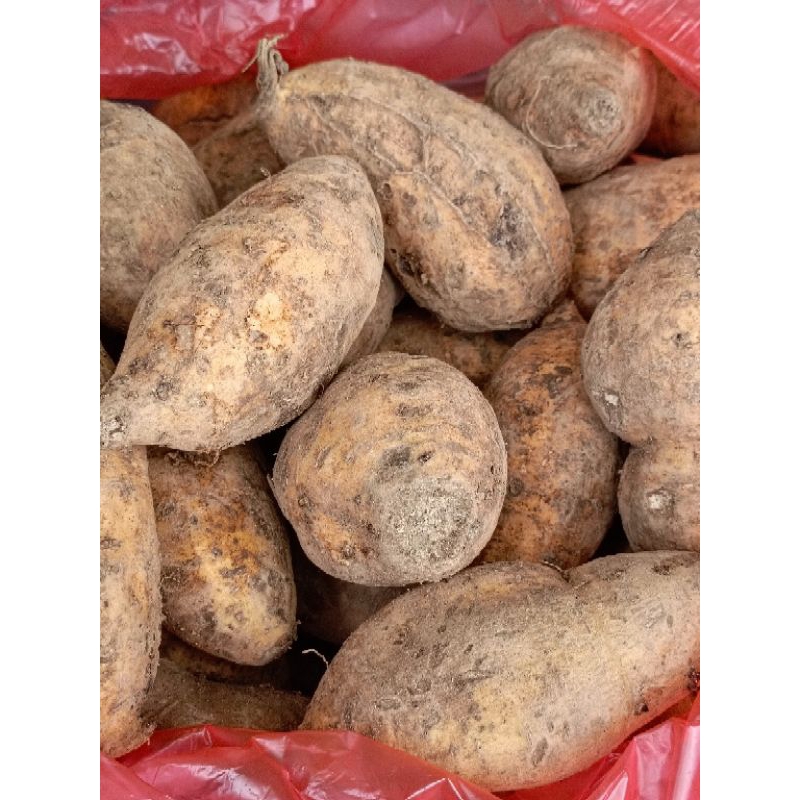 

ubi madu atau telo madu 1kg