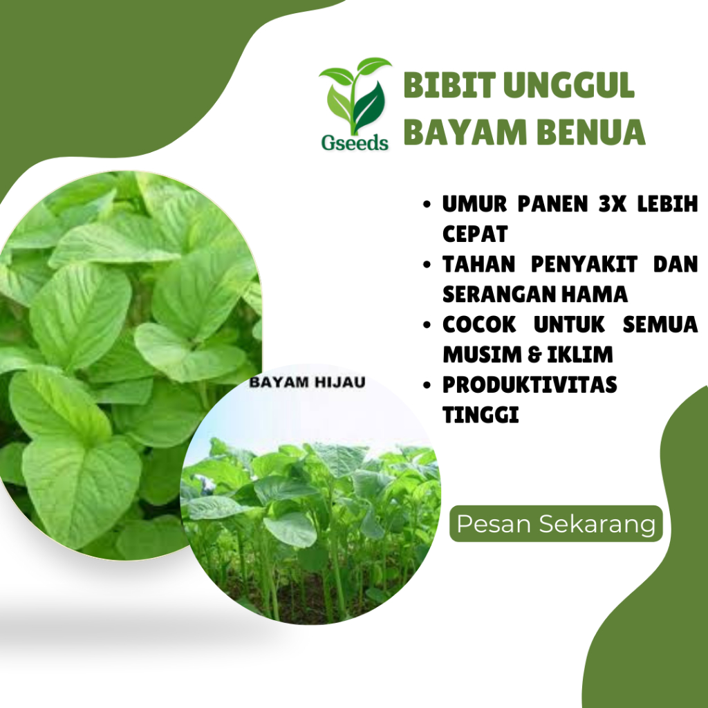 

GseedS -/+ 2500 Bibit Bayam Hijau Benua Sayuran Unggul - Benih Biji Tanaman Sayur Seribuan Gseeds Unggul Bayam Benua