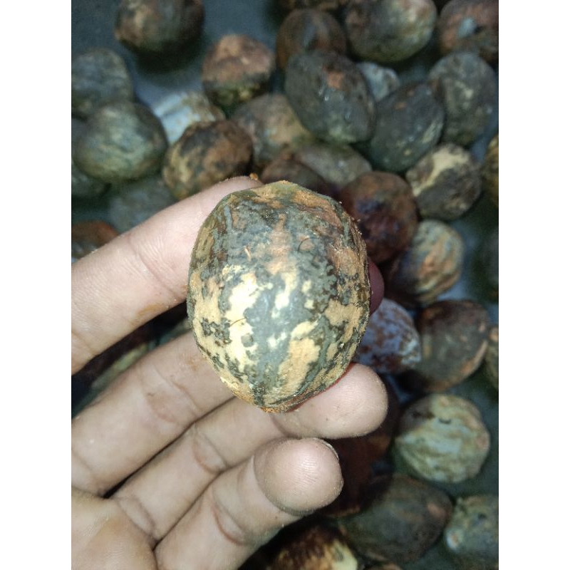 Muncang jayanti kaliwiro