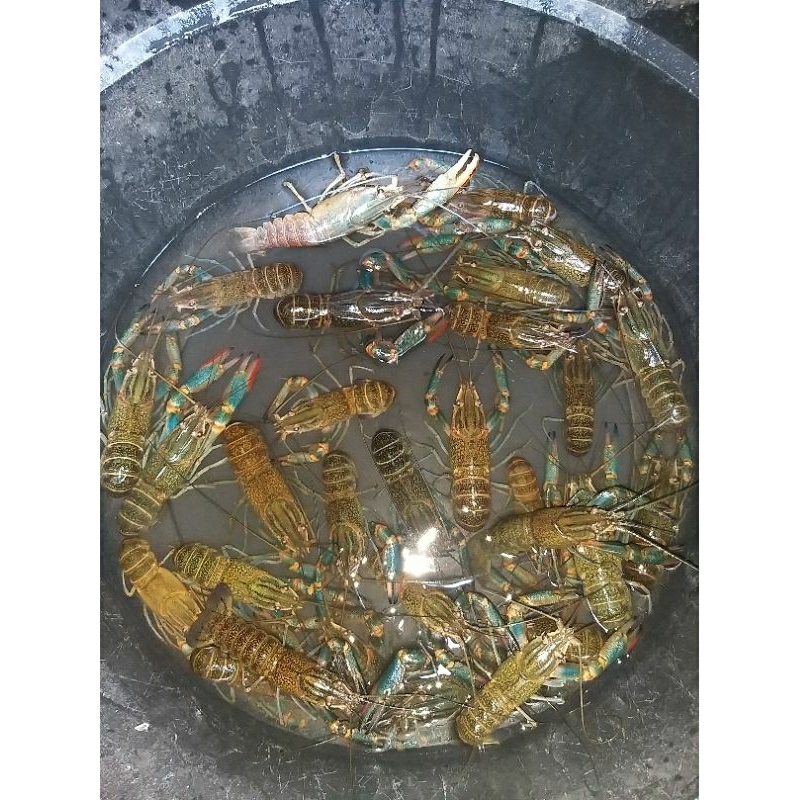

Lobster Air Tawar