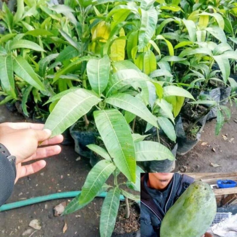 bibit mangga mahatir (hasil okulasi) siap berbunga