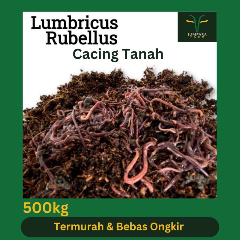 Cacing Tanah Lumbricus Rubellus Hidup (Segar) 500gr, 1kg, 2kg, 5kg