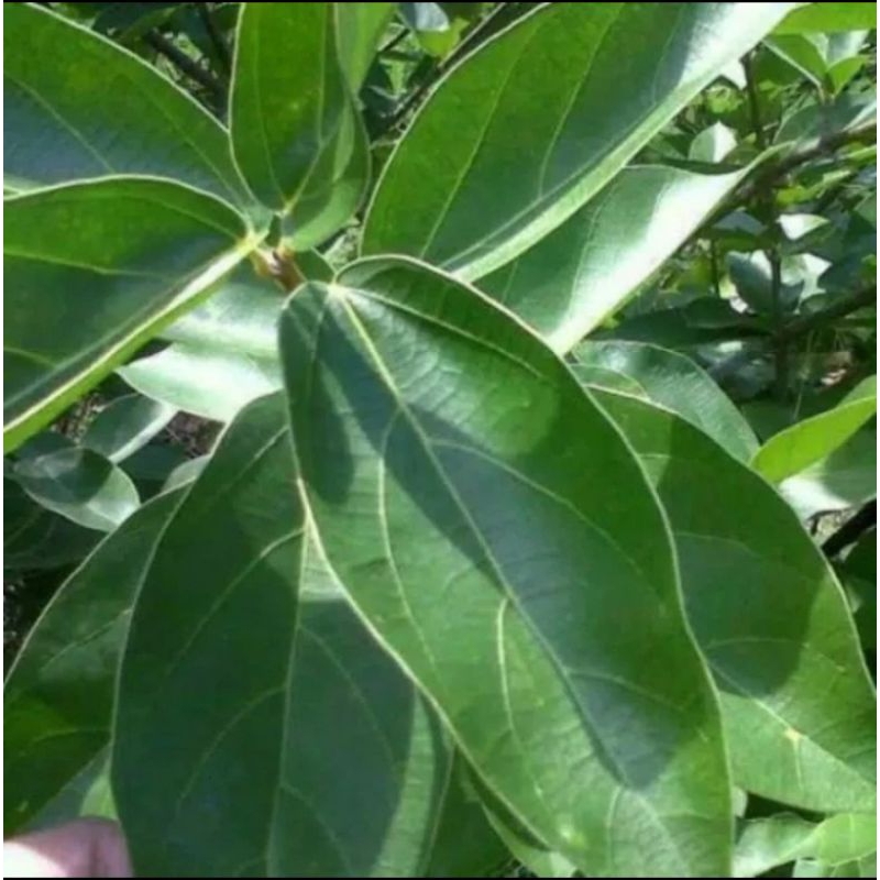 

DAUN KIPANAS/DAUN CINCAU 1KG