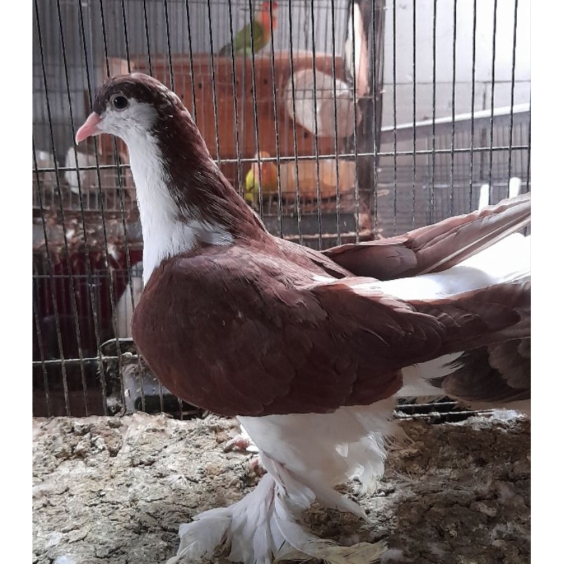 BURUNG MERPATI HIAS LAHORE RED JANTAN satuan