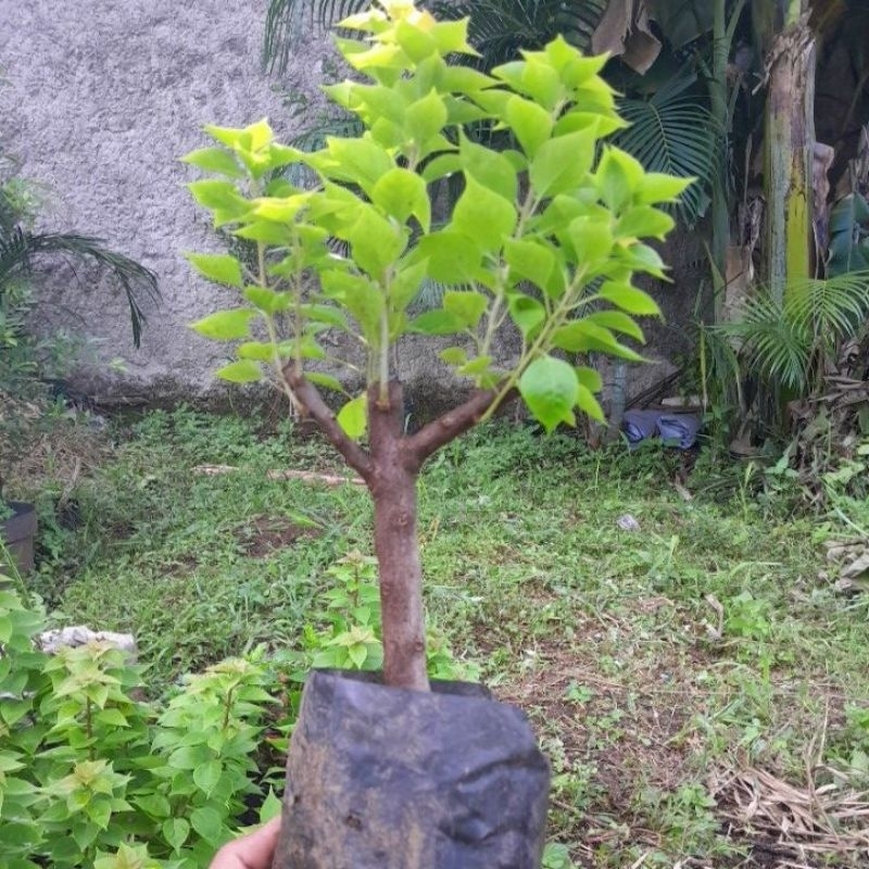 Bougenville singapure bunga pink (bahan stek)