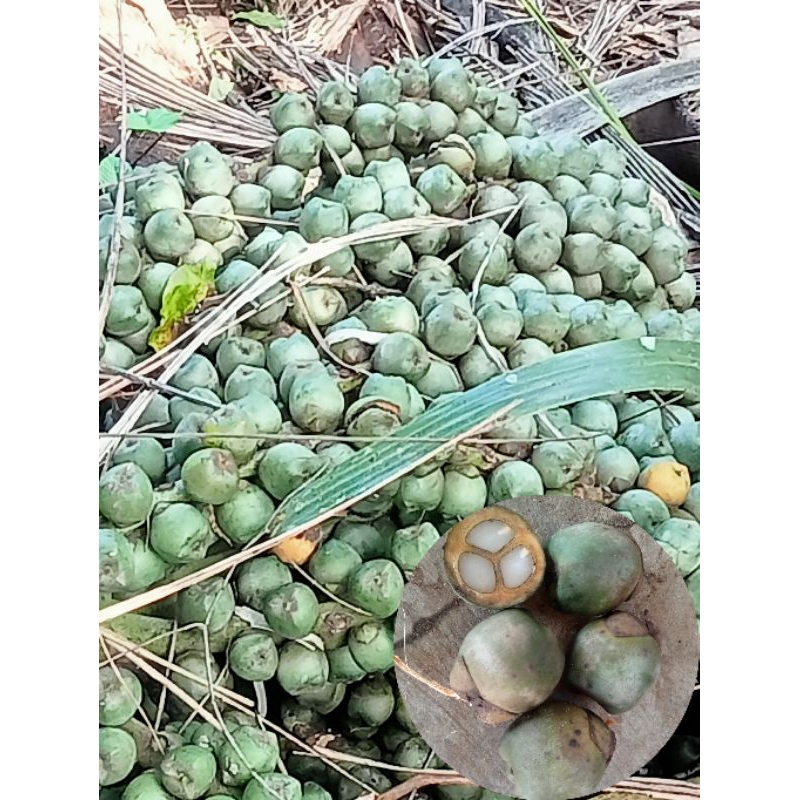

kolang Kaling 1kg