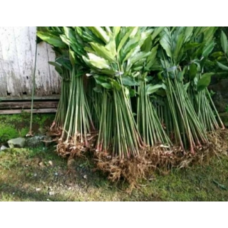 (COD) 7 batang Bibit kapulaga  premium (untuk pulau jawa)