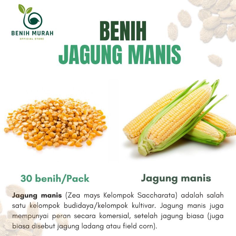 

Benih Jagung Manis / Biji Jagung Manis /Bibit Jagung manis , Benih Jagung Gula / Biji Jagung Tiang