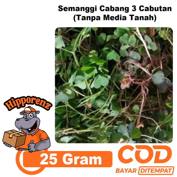 

Semanggi Cabang 3 Untuk Obat Herbal Cabutan Tanpa Tanah
