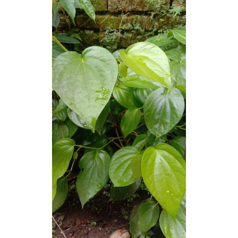 

Fress daun sirih segar organik 40 lembar