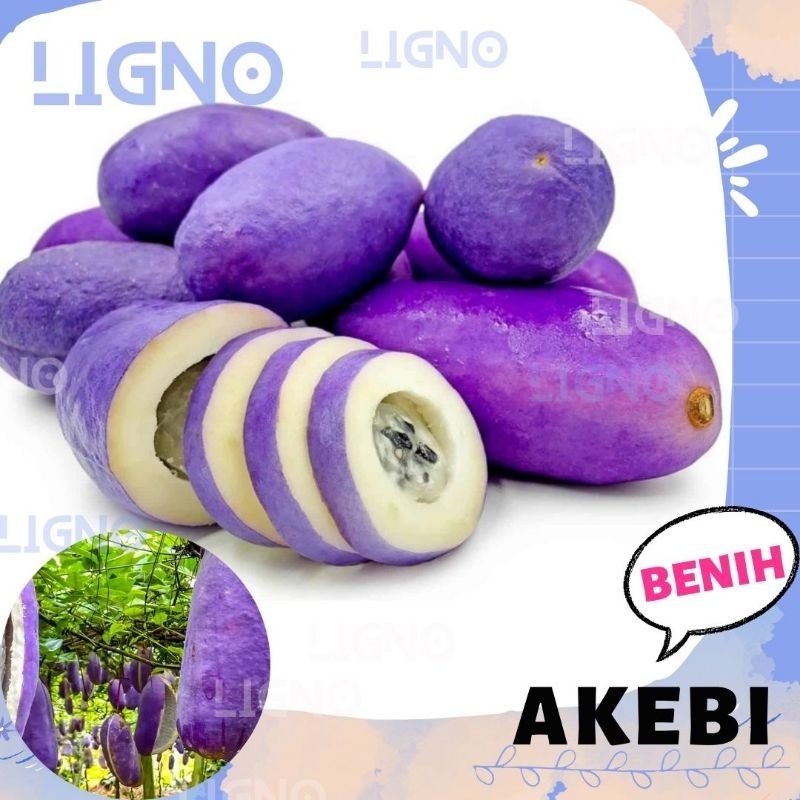 Benih AKEBI - Biji Buah Akebia Quinata