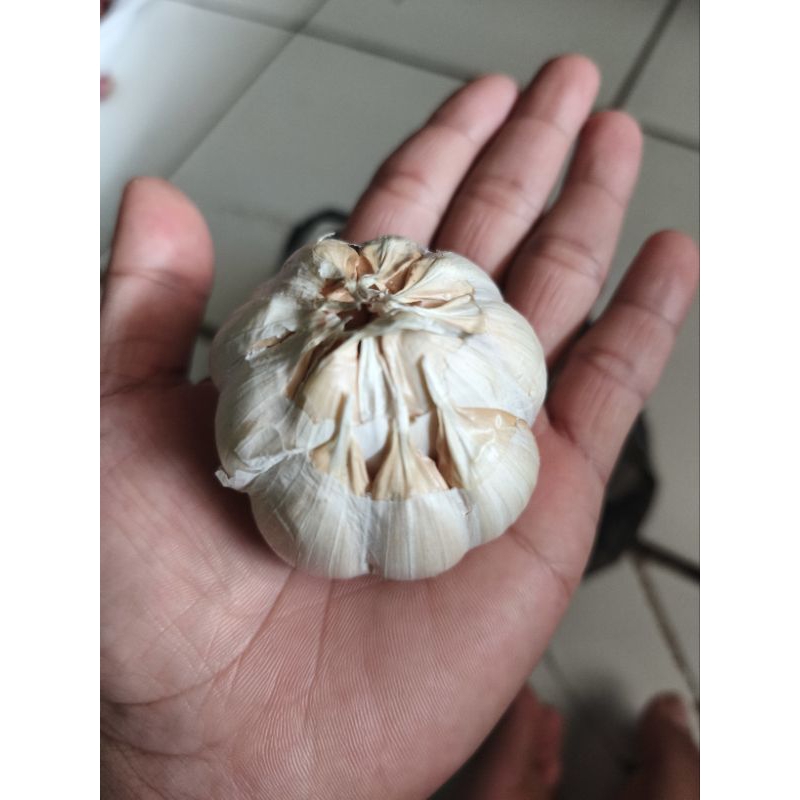

Bawang Putih 1kg