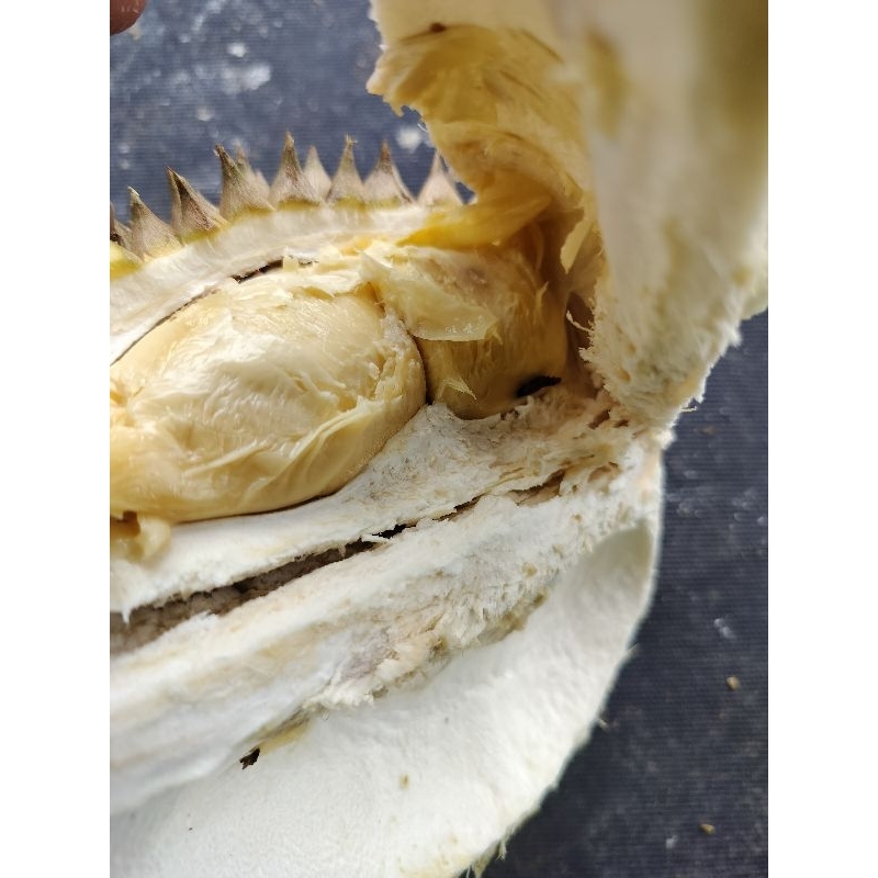 

DURIAN LOKAL MURAH DURIAN KWALITAS PREMIUM TERBAIK
