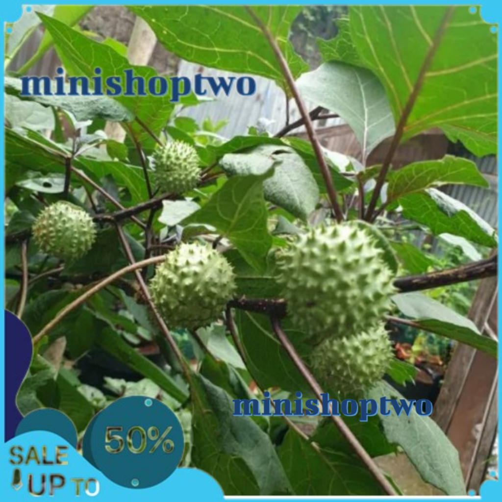 

BUAH SEGAR KECUBUNG WULUNG HARGA 5 BIJI MINISHOPTWO