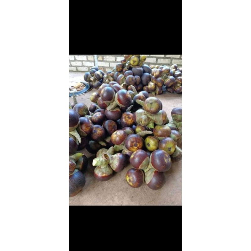 

Buah lontar 1 biji .