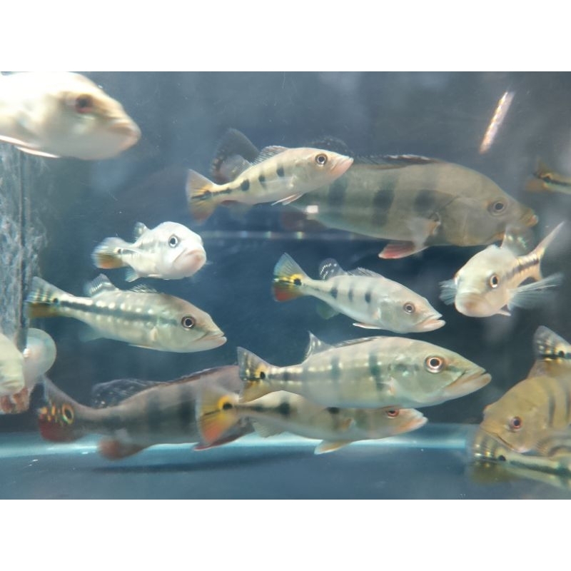 Pbass Mono Paket 10 ekor Size 10cm Realpict Bergaransi