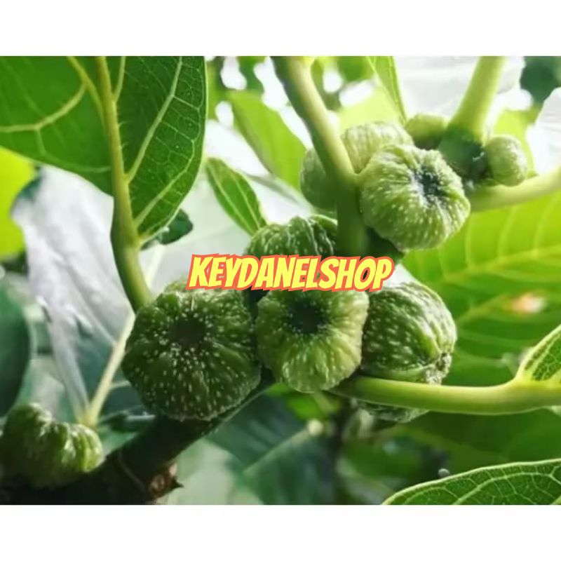 

Buah awar awar segar 500 gram petik langsung