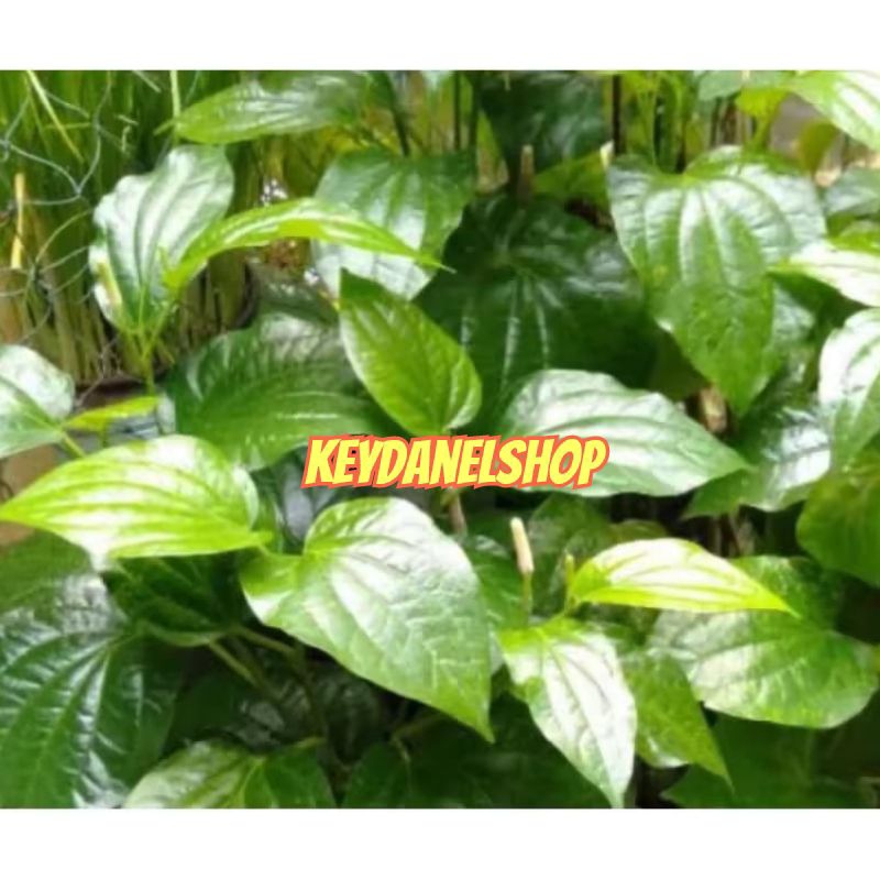 

Daun karuk daun sirih tanah segar 1kg fresh