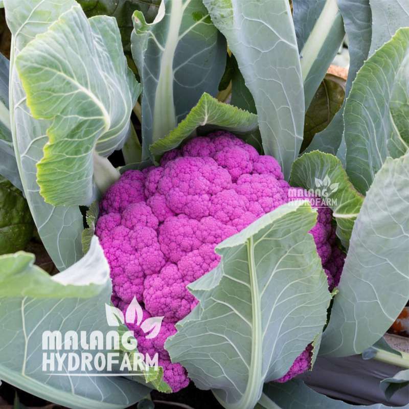 50 BUTIR BIJI/BENIH BROKOLI UNGU