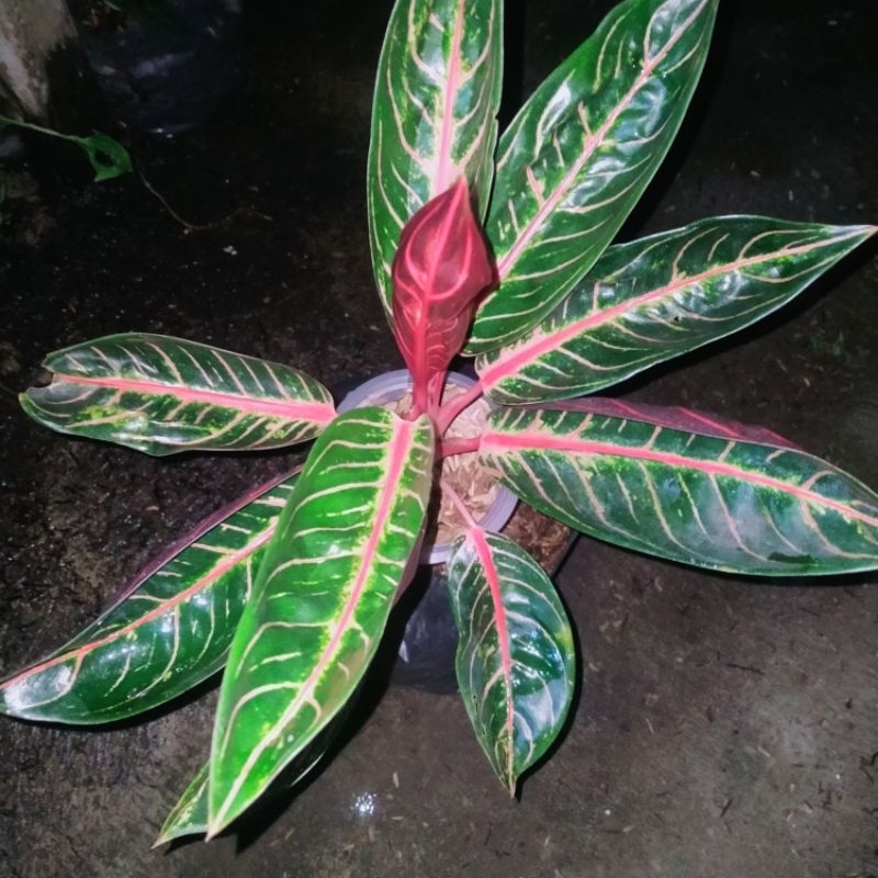 aglonema red Sumatra indukan