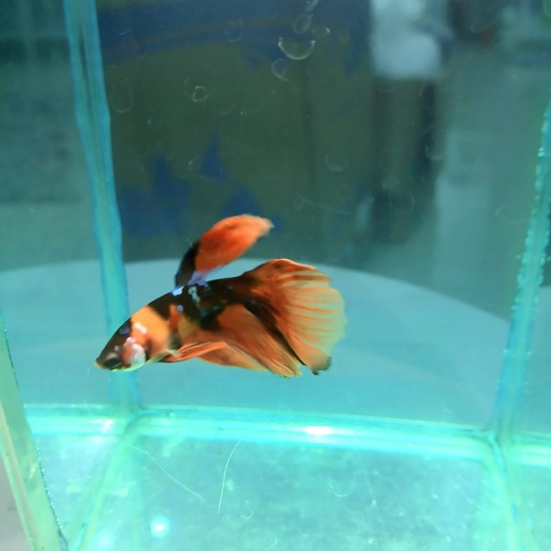 Hiasan Aquarium Veil Tail Leopard Male