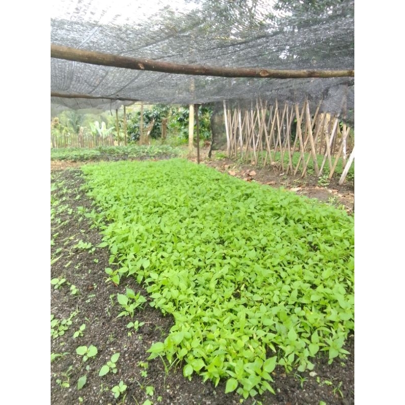 paket 100 batang bibit cabe rawit jarum