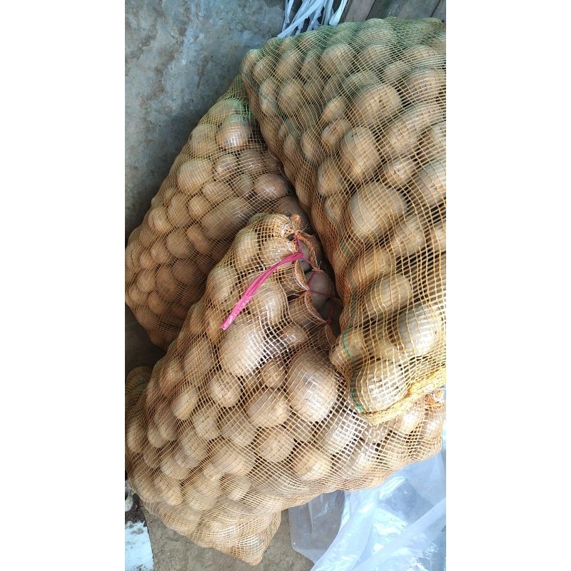 

kentang super ukuran AB
