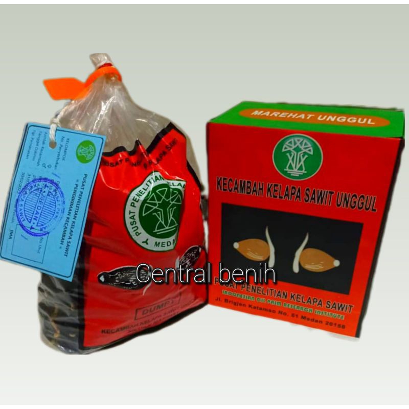 bibit sawit unggul PPKS marehat