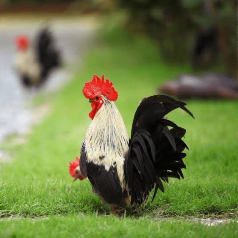 TELUR FERTIL AYAM KATE CEPER UNTUK DITETASKAN