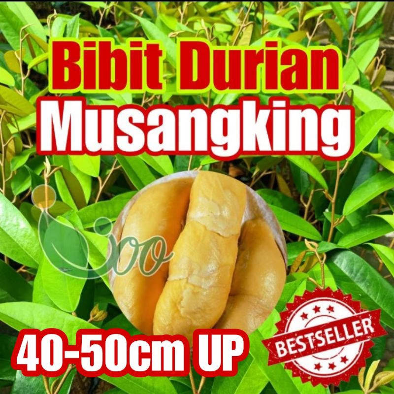 BIBIT DURIAN MUSANGKING  tinggi 40-50cm. media tanah utuh dalam polibag.