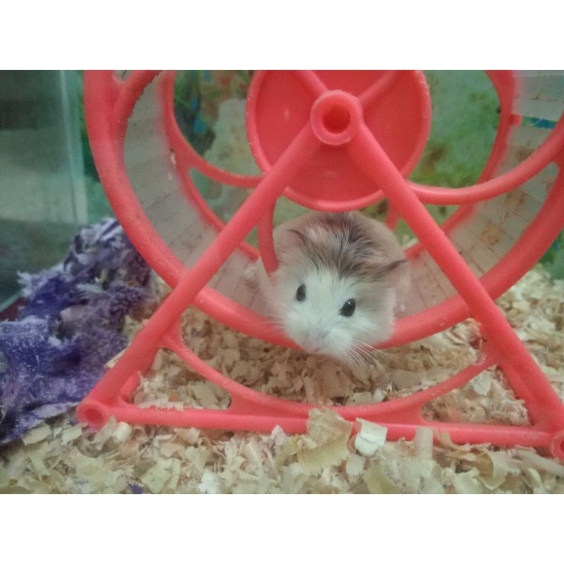 Hamster Roborovski Semarang (BACA DESKRIPSI)