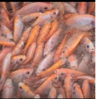 

Ikan Mas Mujahir Nila Gurame hidup 1000 gr