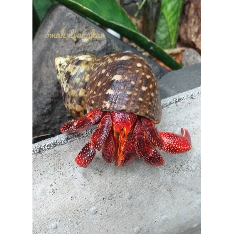 Mainan edukasi & hobi umang perlatus,size XL