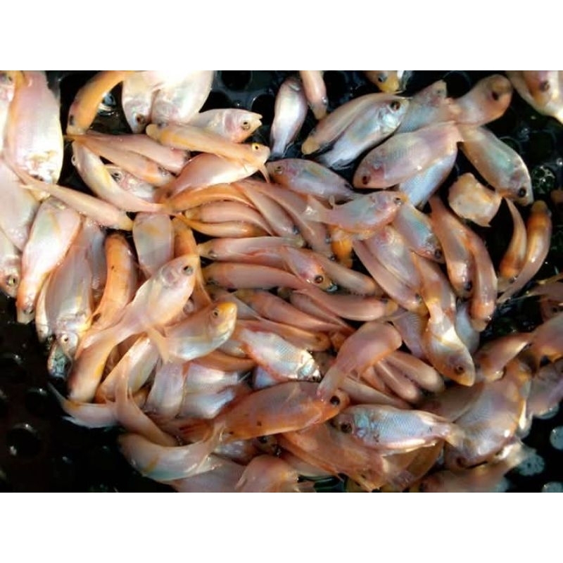 Bibit ikan nila merah Bangkok size silet